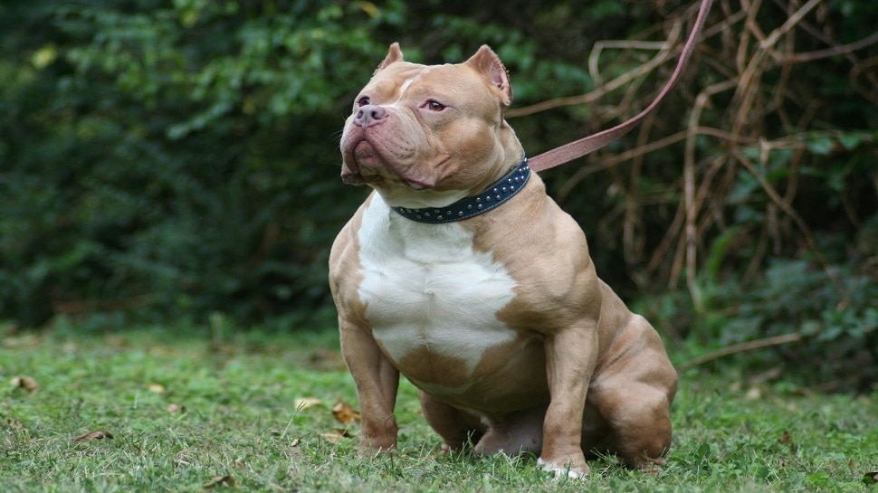 Pit bull dog cost in india 2026