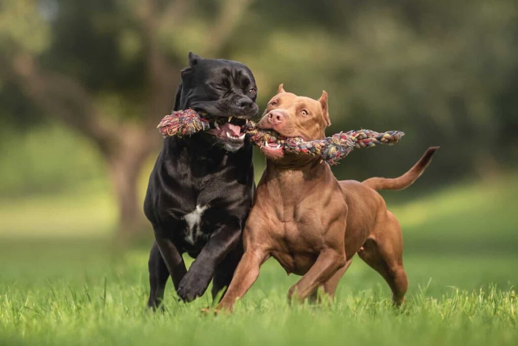 pit bull dog cost in india