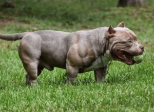 Pit bull dog cost in india 2026