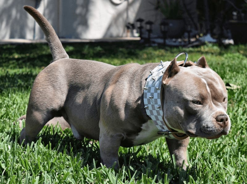 Pit bull dog cost in india 2026
