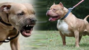 pit bull dog cost in india 2026