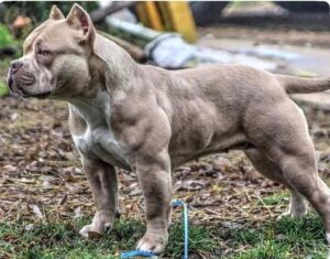 pit bull dog cost in india