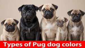 Bengali dog price in India