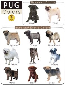 Bengali dogi price in India