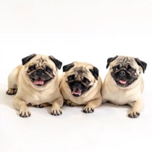 बीगल डॉग