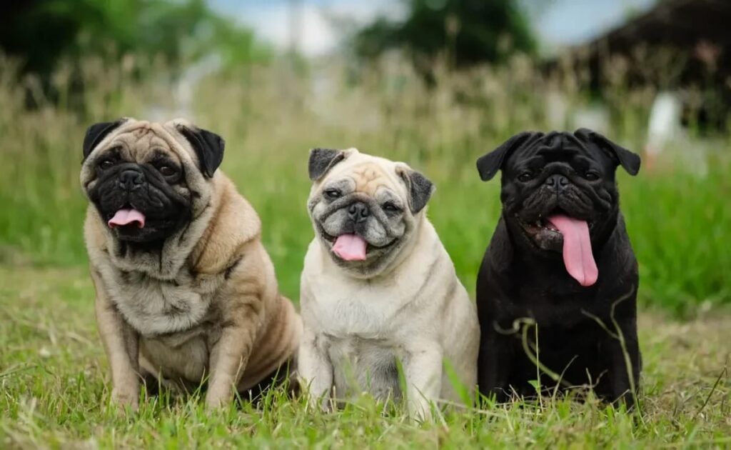 पग डॉग कि प्राइज विशेषताएं