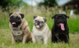 पग डॉग कि प्राइज विशेषताएं