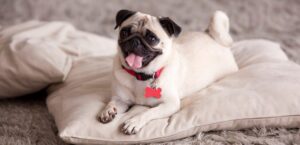 Bengali dog price in India