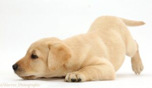 lebra dog price in India