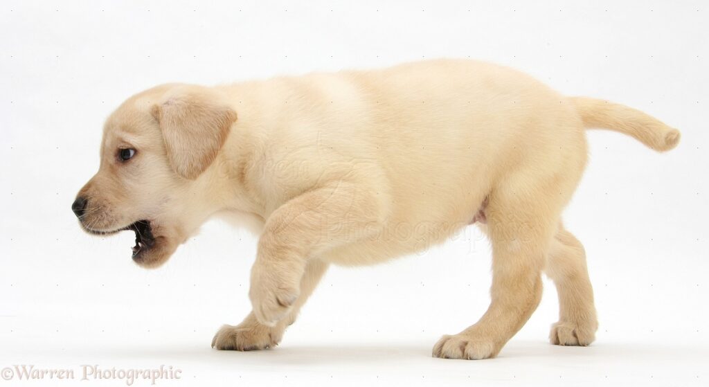 Whit is the price of labra dog 2026