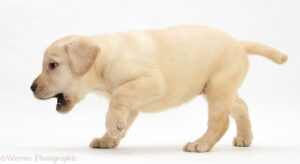 lebra dog price in India 2026