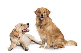 गोल्डन रिट्रीवर डॉग प्राइज