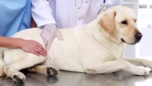 Alabai Dog Price in india 2026