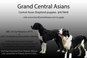 Alabai dog price in India 2026