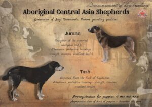 Alabai Dog Price in india 2026