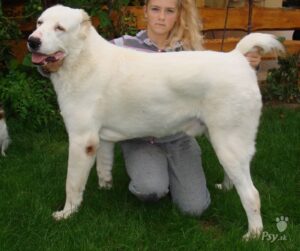 Alabai Dog Price in india