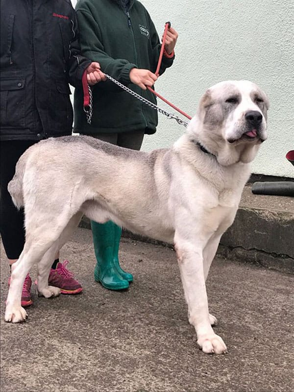 Alabai Dog Price in india 2026