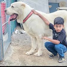 Alabai Dog Price in india 2026