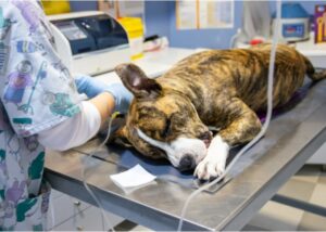 Dog price in India 2026