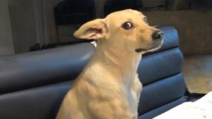 काम्बाई डॉग