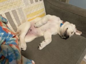 राजापालायम कुत्ते