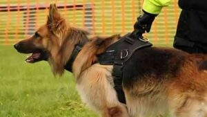 Dog Price in india 2026