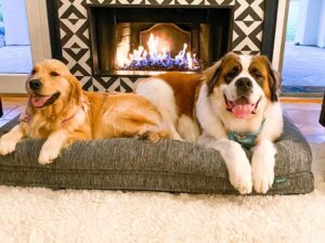 गोल्डन रिट्रीवर डॉग