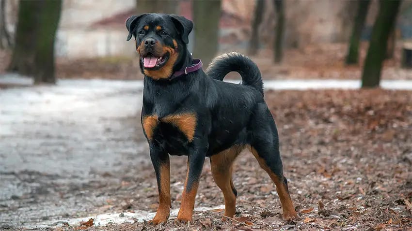rottweiler dog price 2026
