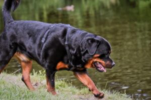 Rottweiler Dog Price 2026