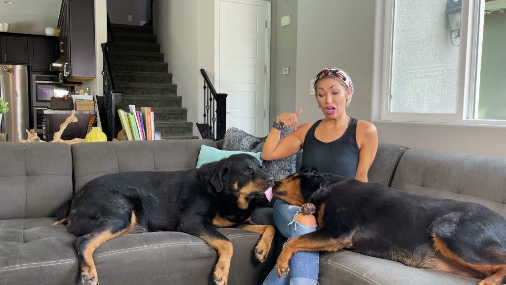 Rottweiler dog का बेहतरीन बिस्तर