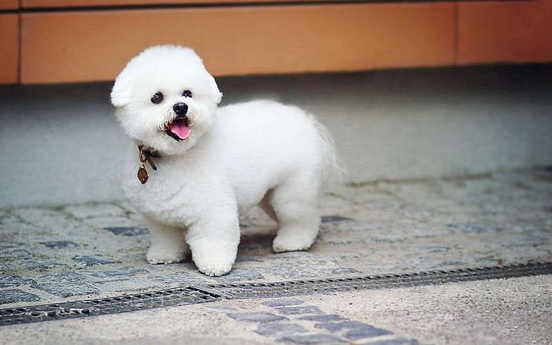bichon dog price All india 2026