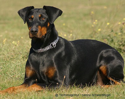 black doberman dog price in india 2026