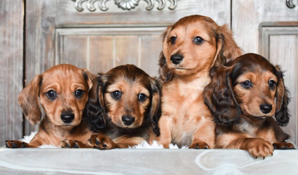 Dachshund breeders Dog All india price