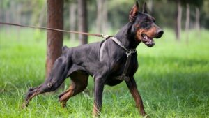 black doberman dog price in Lucknow 2026