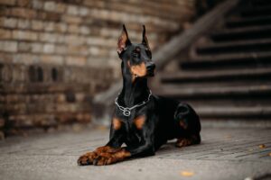black doberman dog price 2026
