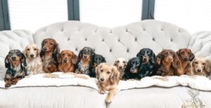 Dachshund Breeders Dog Price in Lucknow