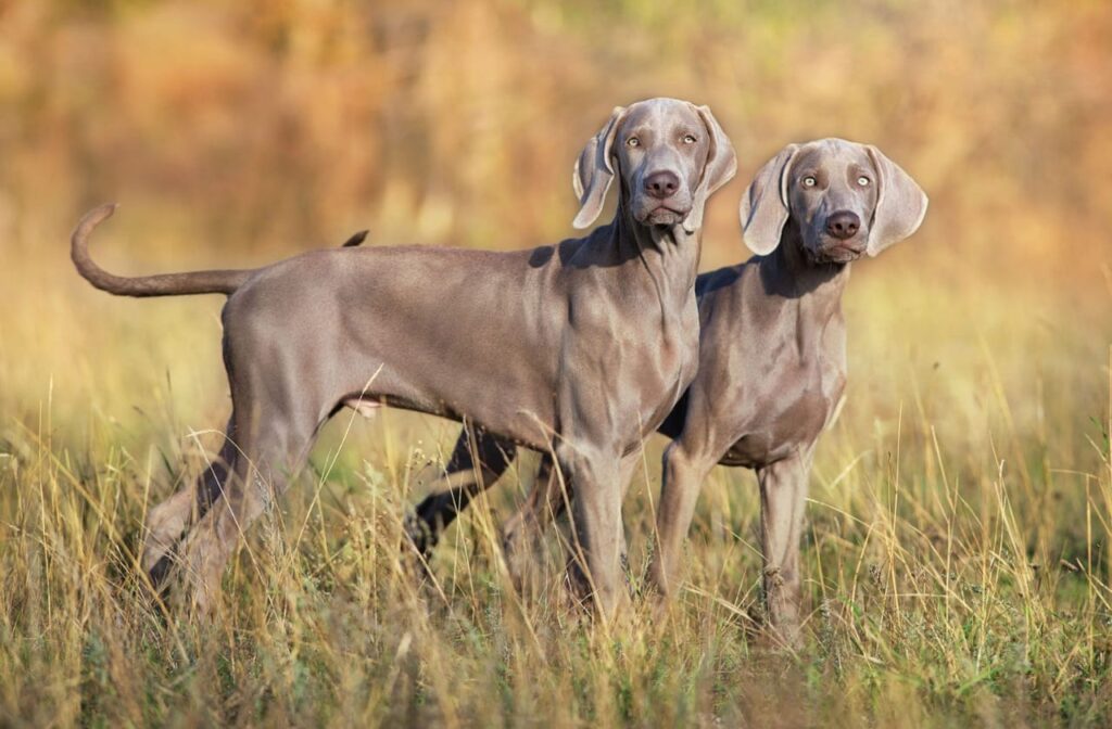 Weimaraner dog price 2026