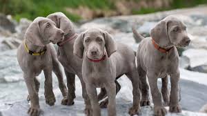 Weimaraner Dog Price 