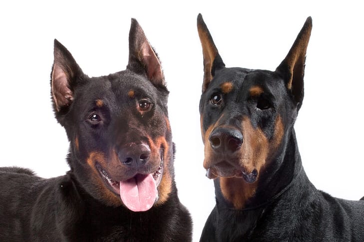 black doberman dog price in Lucknow 2026