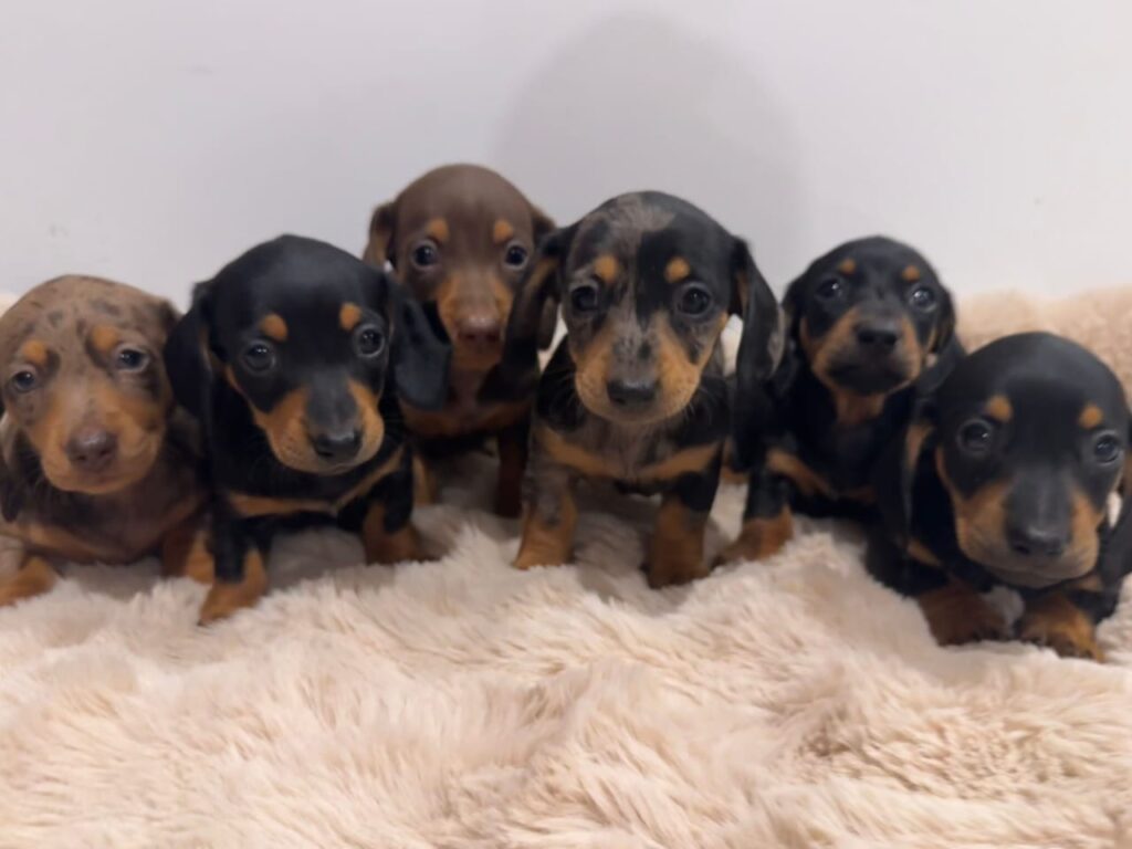 Dachshund Breeders Dog Price in All india