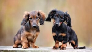 Dachshund breeders Dog All india price