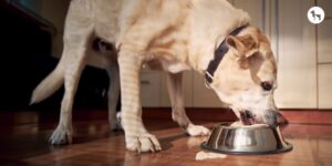 is bhapati good for dogs 2026